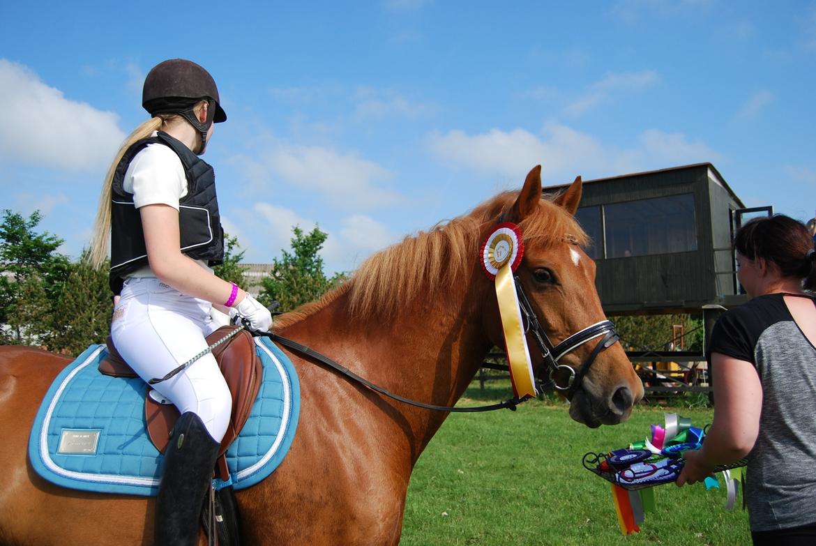 New Forest Nina (Ninja) billede 3