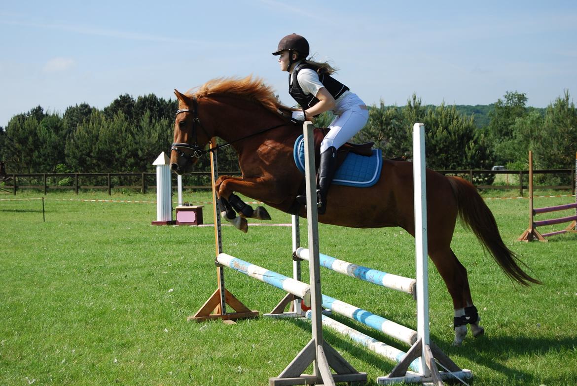 New Forest Nina (Ninja) billede 1