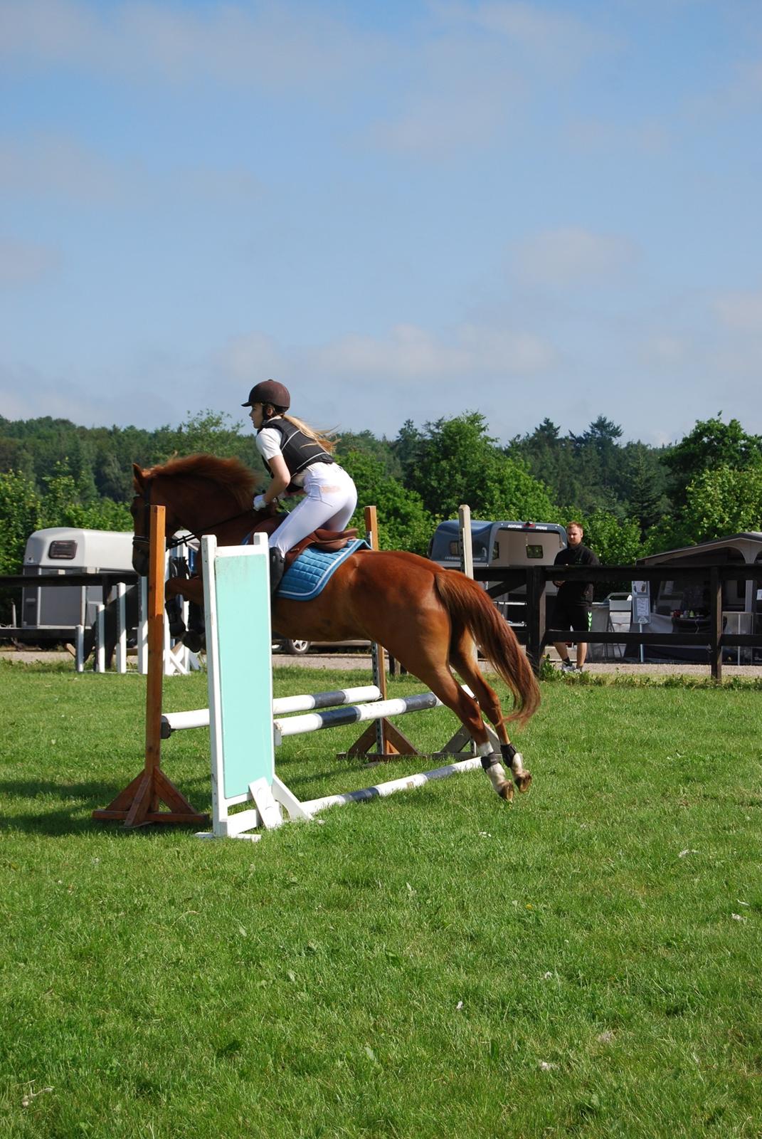 New Forest Nina (Ninja) billede 9