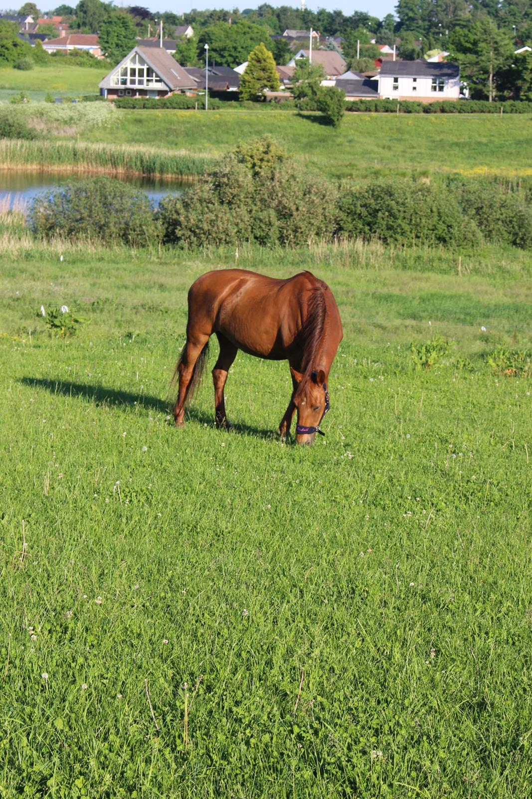 Anden særlig race Mulle - Første gang på fold da jeg fik hende hjem billede 18
