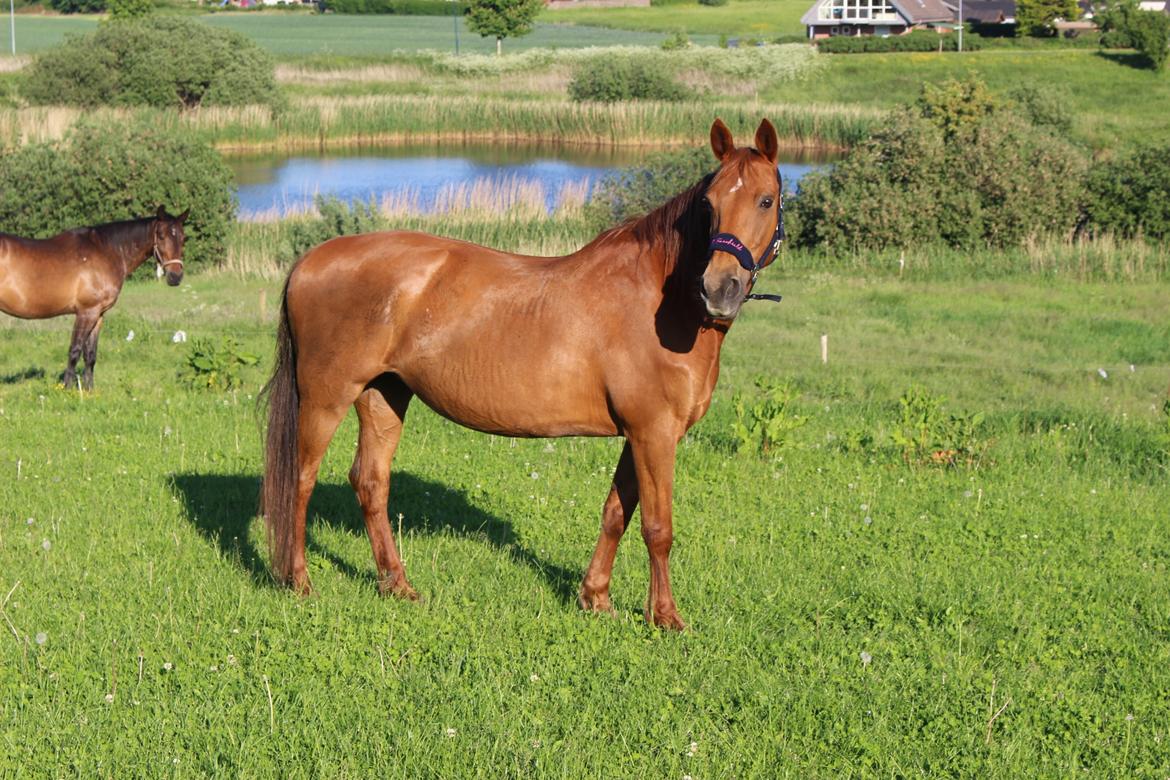 Anden særlig race Mulle billede 19