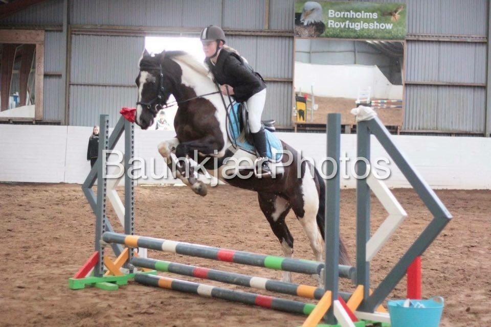 Tysk Sportspony Kyesgårds Zeldana (solgt) - Første springstævne 2015 billede 9