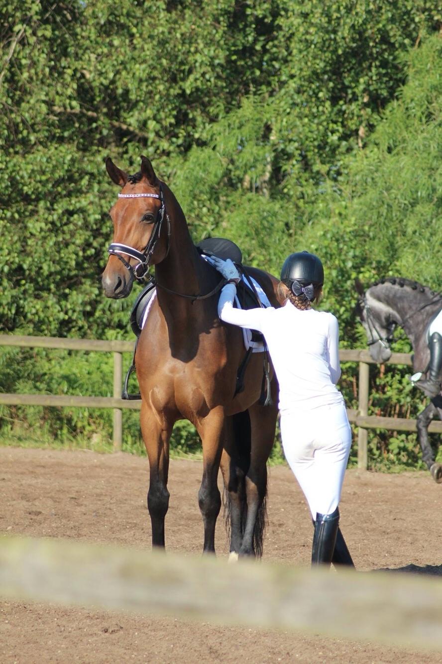 Dansk Varmblod Birkholm's ronja billede 16