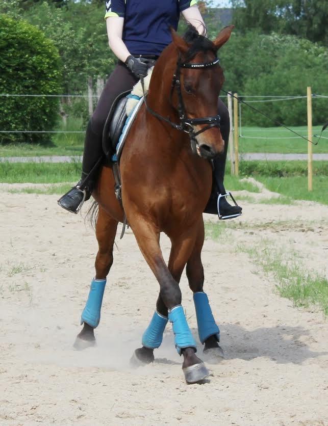 Shagya Araber (SH) Chandor billede 1