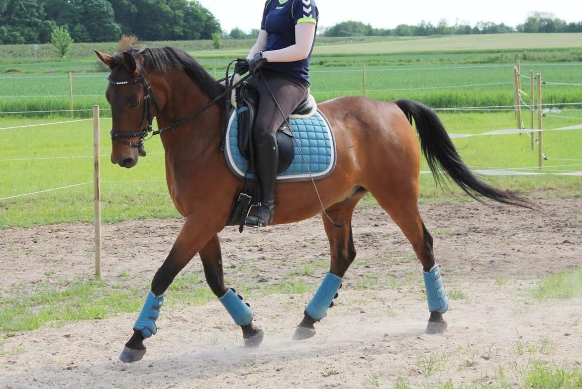 Shagya Araber (SH) Chandor billede 2