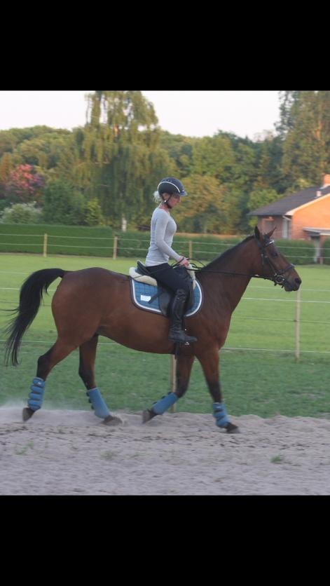 Shagya Araber (SH) Chandor billede 3