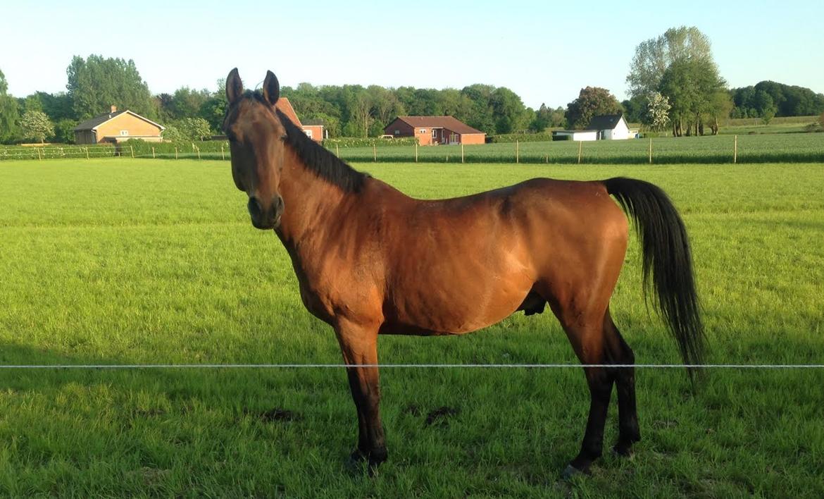 Shagya Araber (SH) Chandor billede 4