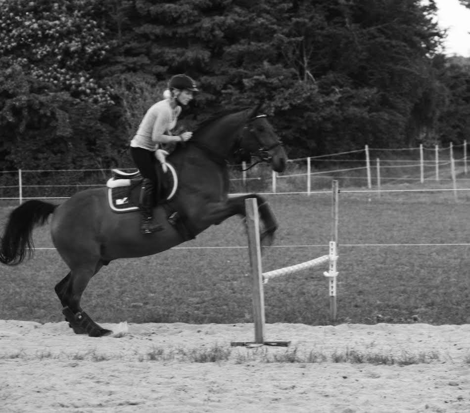 Shagya Araber (SH) Chandor billede 5