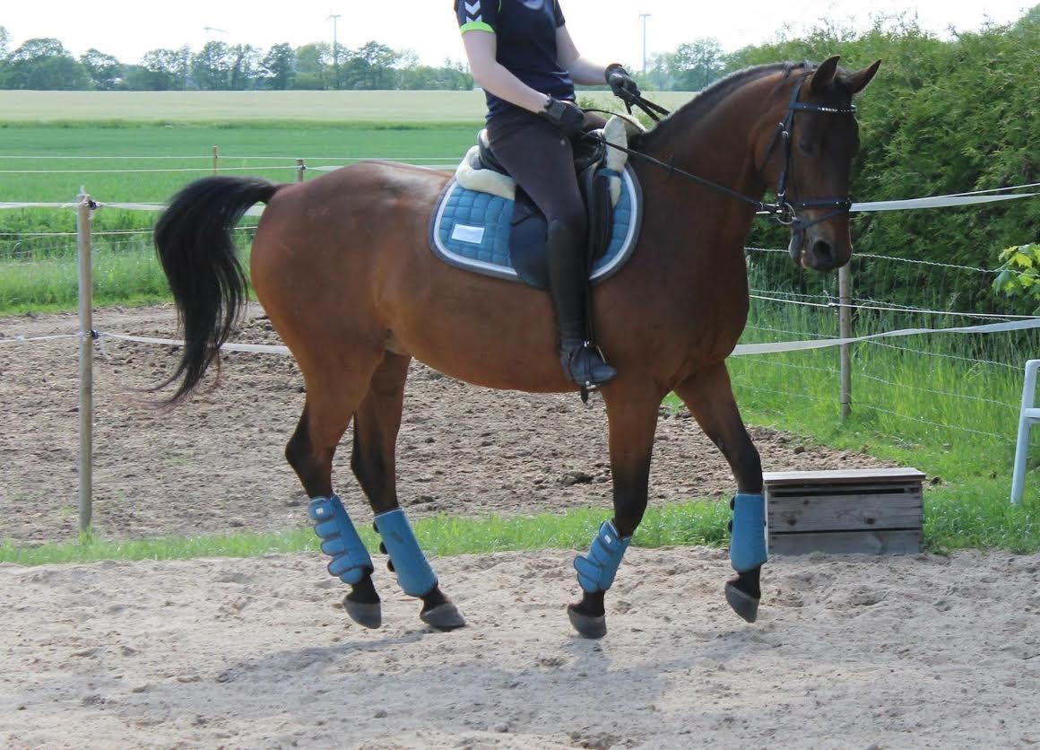 Shagya Araber (SH) Chandor billede 6