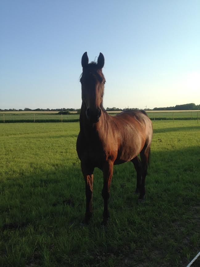 Shagya Araber (SH) Chandor billede 7