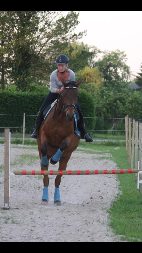 Shagya Araber (SH) Chandor billede 8