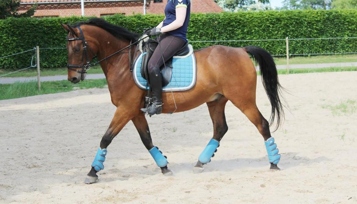 Shagya Araber (SH) Chandor billede 9