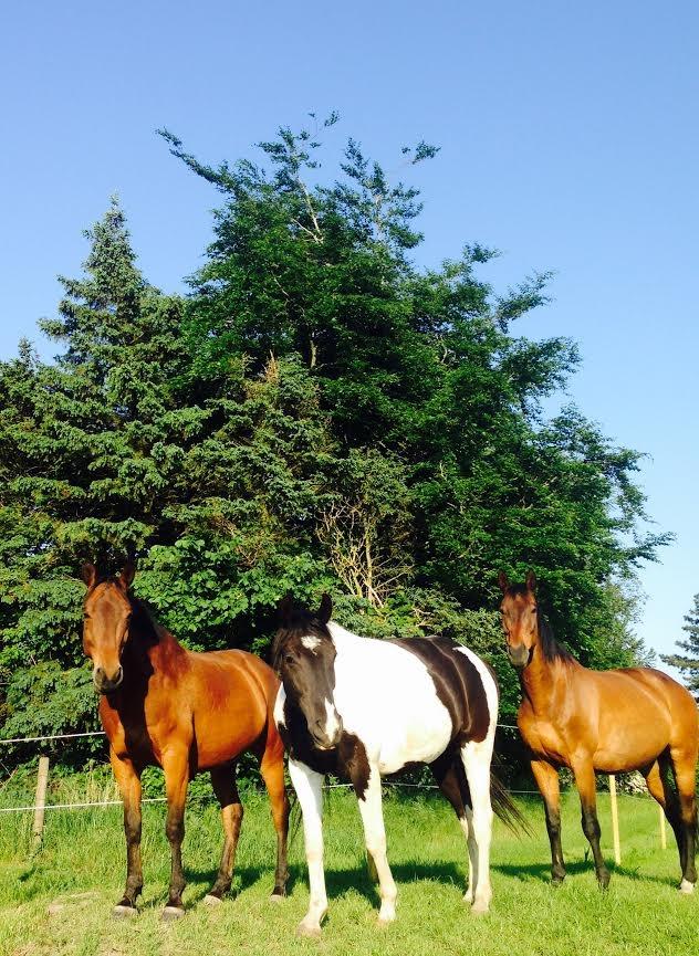 Shagya Araber (SH) Chandor billede 10