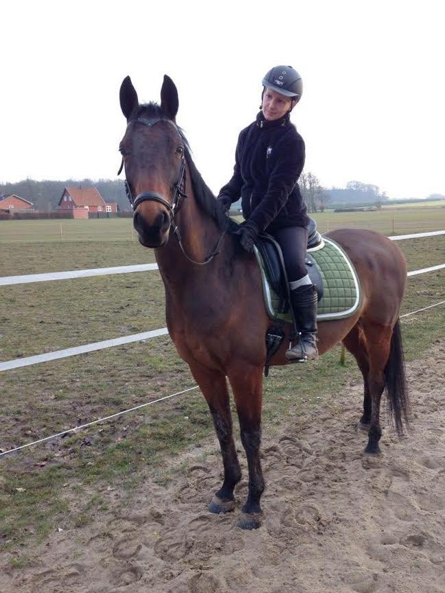 Shagya Araber (SH) Chandor billede 11