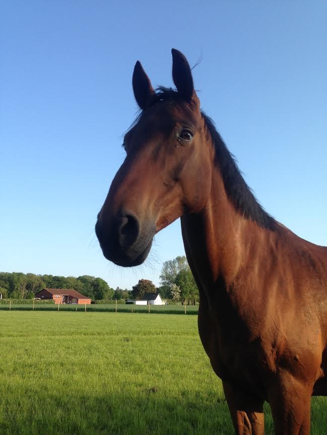 Shagya Araber (SH) Chandor billede 12