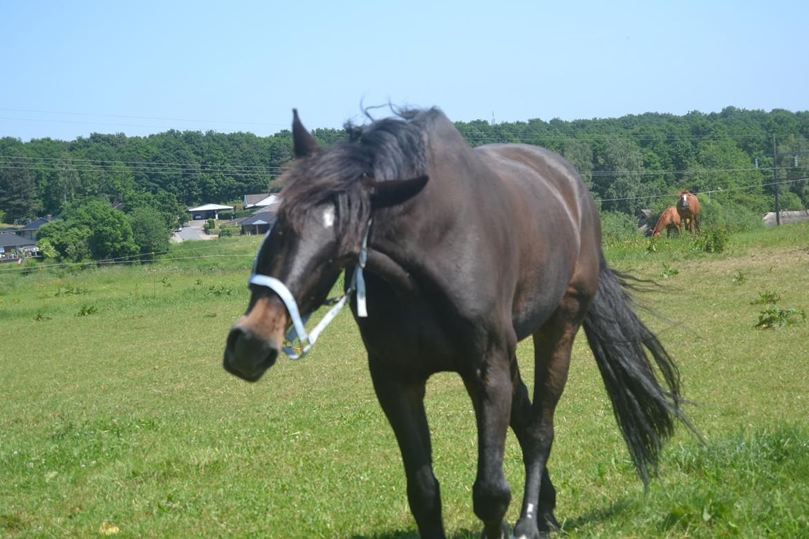 Dansk Varmblod Cantaro - Første gang han selv kom på folden <3 billede 7