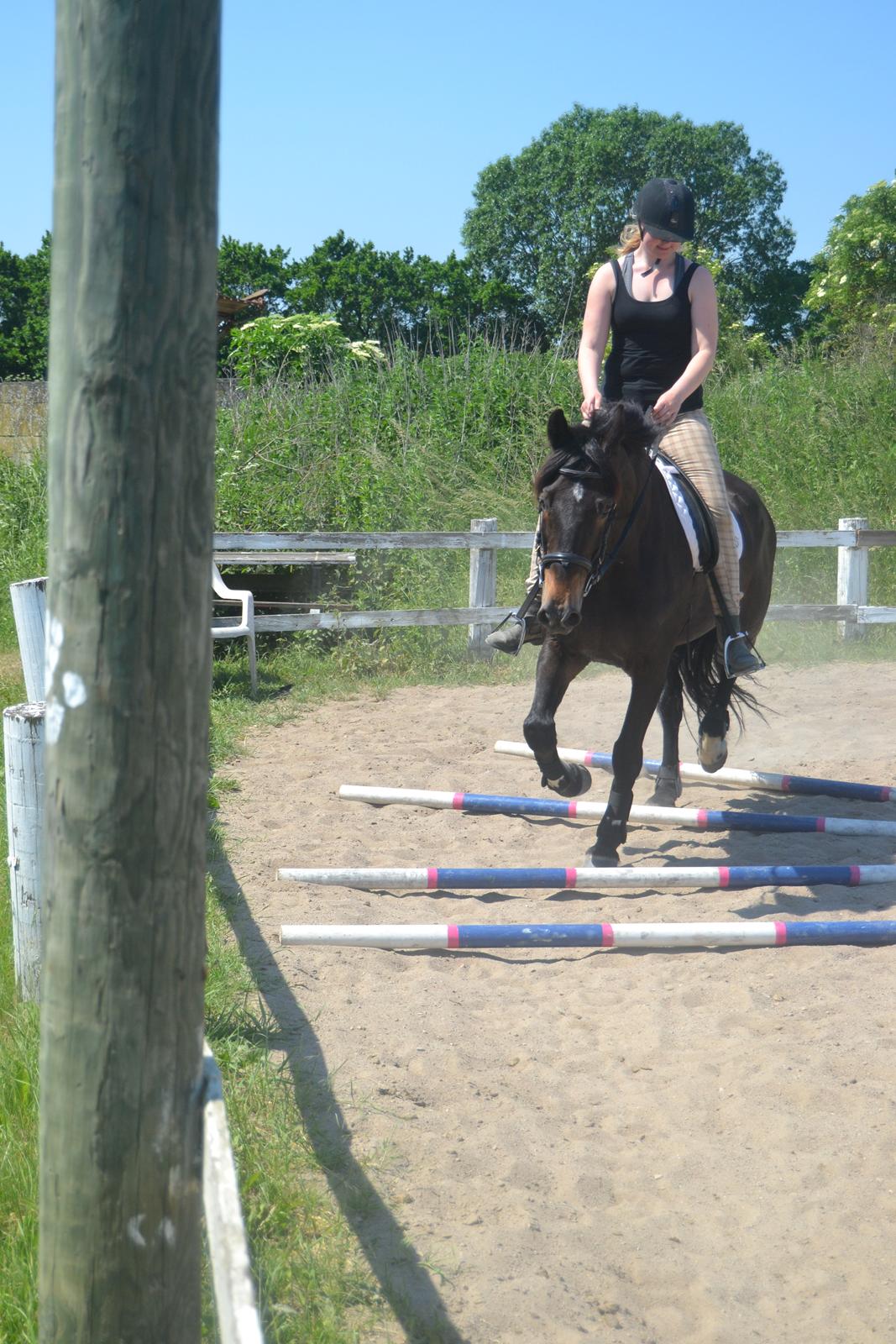 Dansk Varmblod Cantaro - Første gang med bomme -hos mig. billede 8