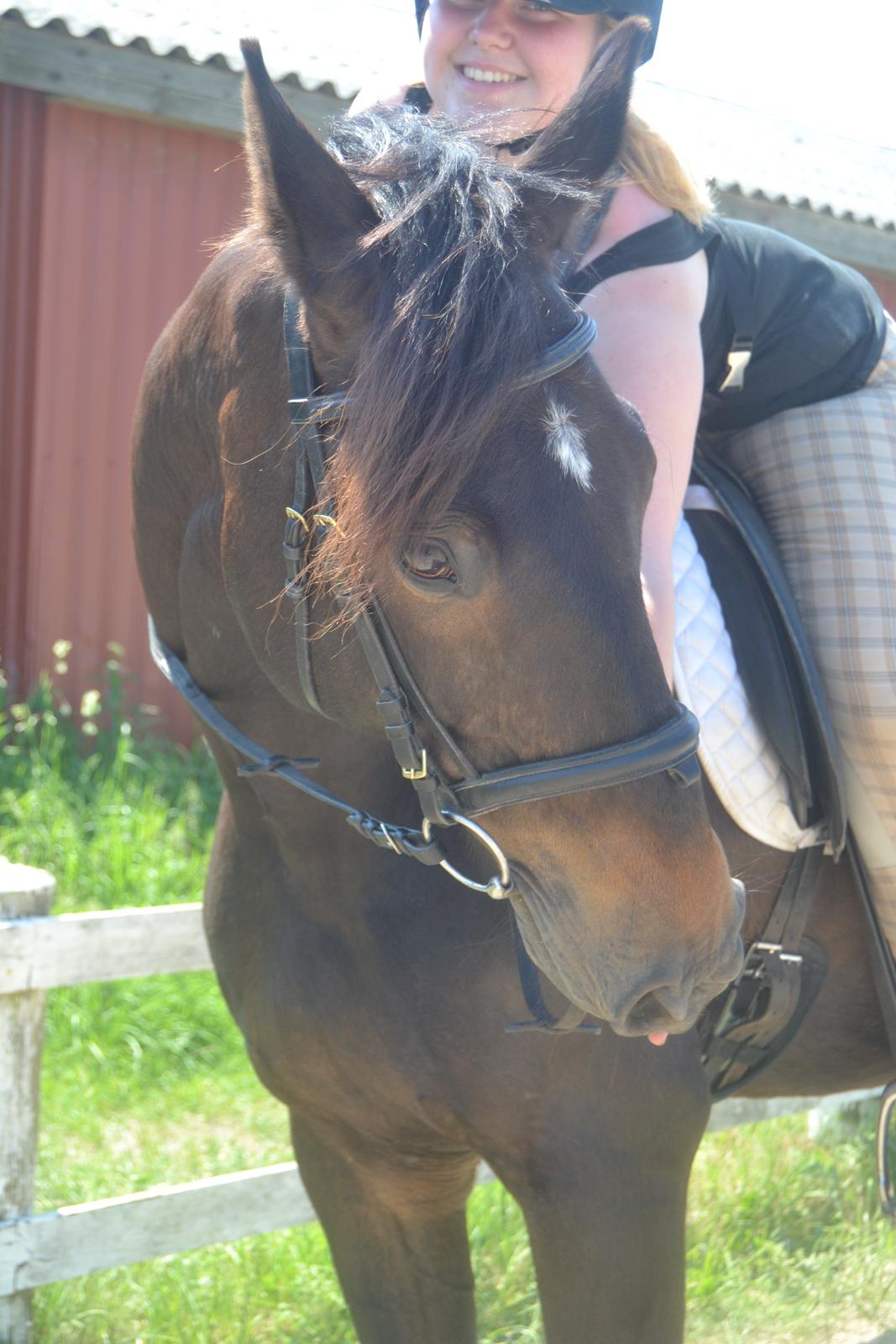 Dansk Varmblod Cantaro - Ros skal han til :) billede 9