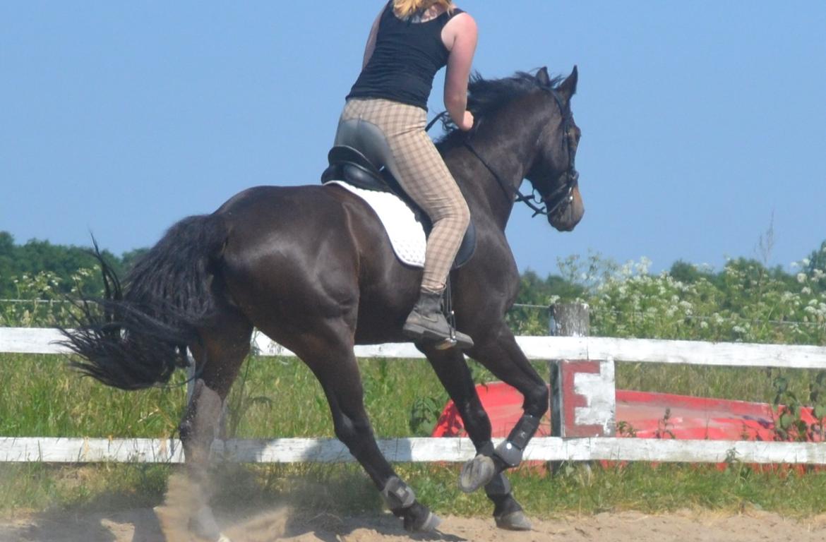 Dansk Varmblod Cantaro - Første galop! <3 billede 10