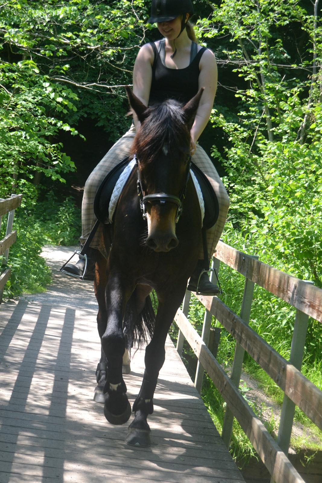 Dansk Varmblod Cantaro - Første gang over bro! billede 11