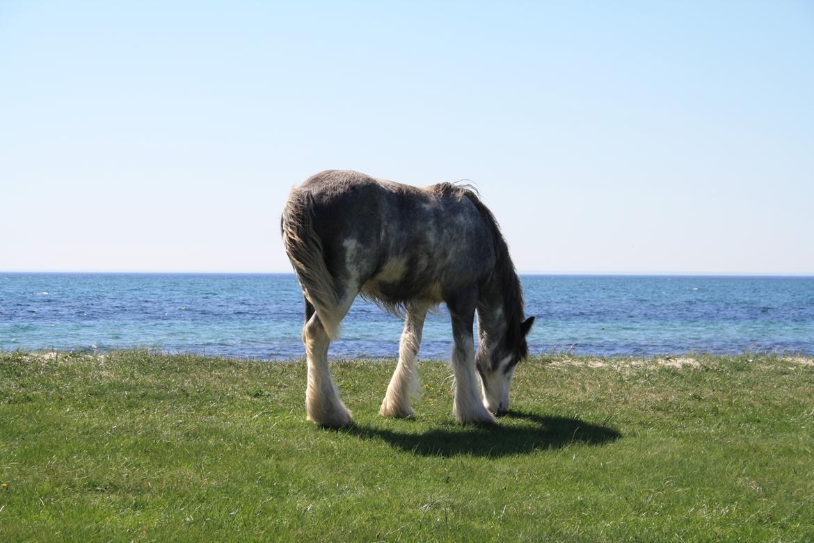 Irish Cob Pepper Van Irish Cob Holland 2 præmium billede 5