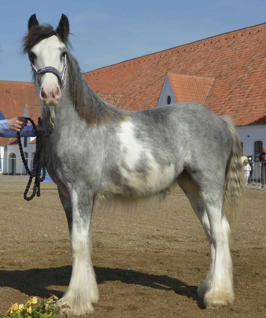 Irish Cob Pepper Van Irish Cob Holland 2 præmium billede 6