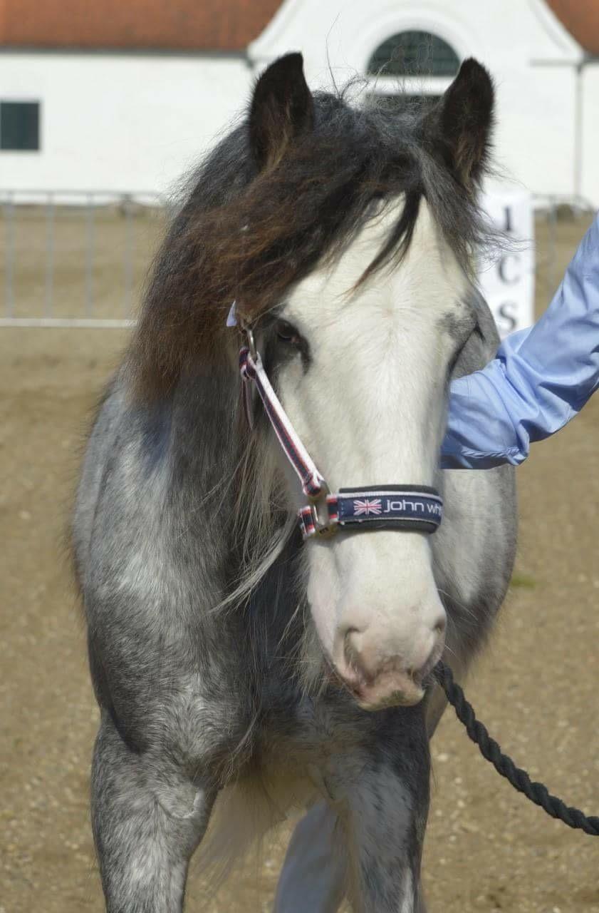 Irish Cob Pepper Van Irish Cob Holland 2 præmium billede 7