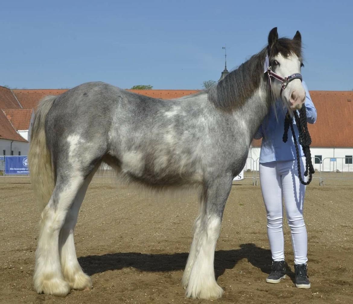 Irish Cob Pepper Van Irish Cob Holland 2 præmium billede 8