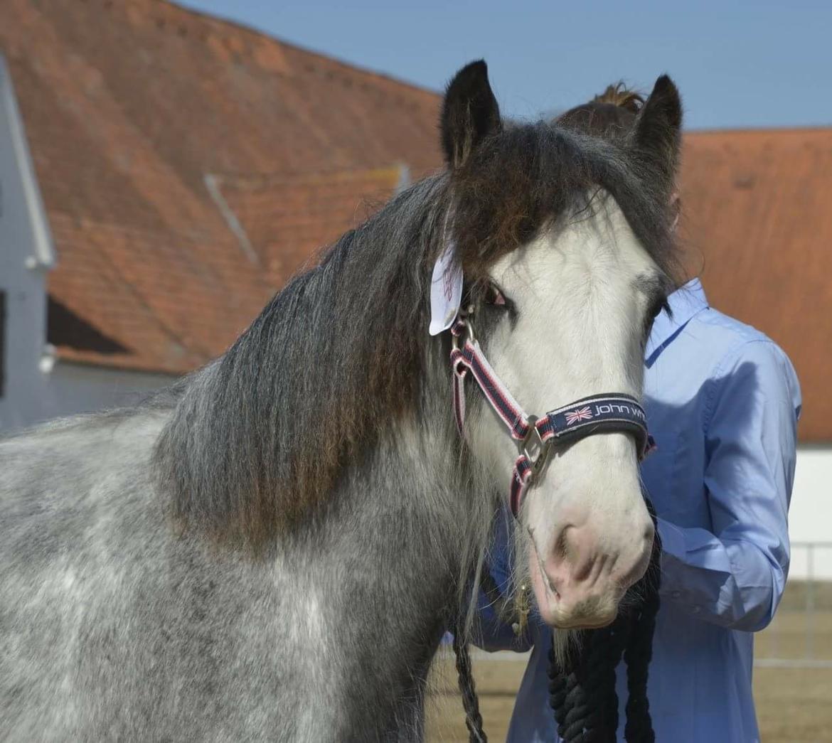 Irish Cob Pepper Van Irish Cob Holland 2 præmium billede 9