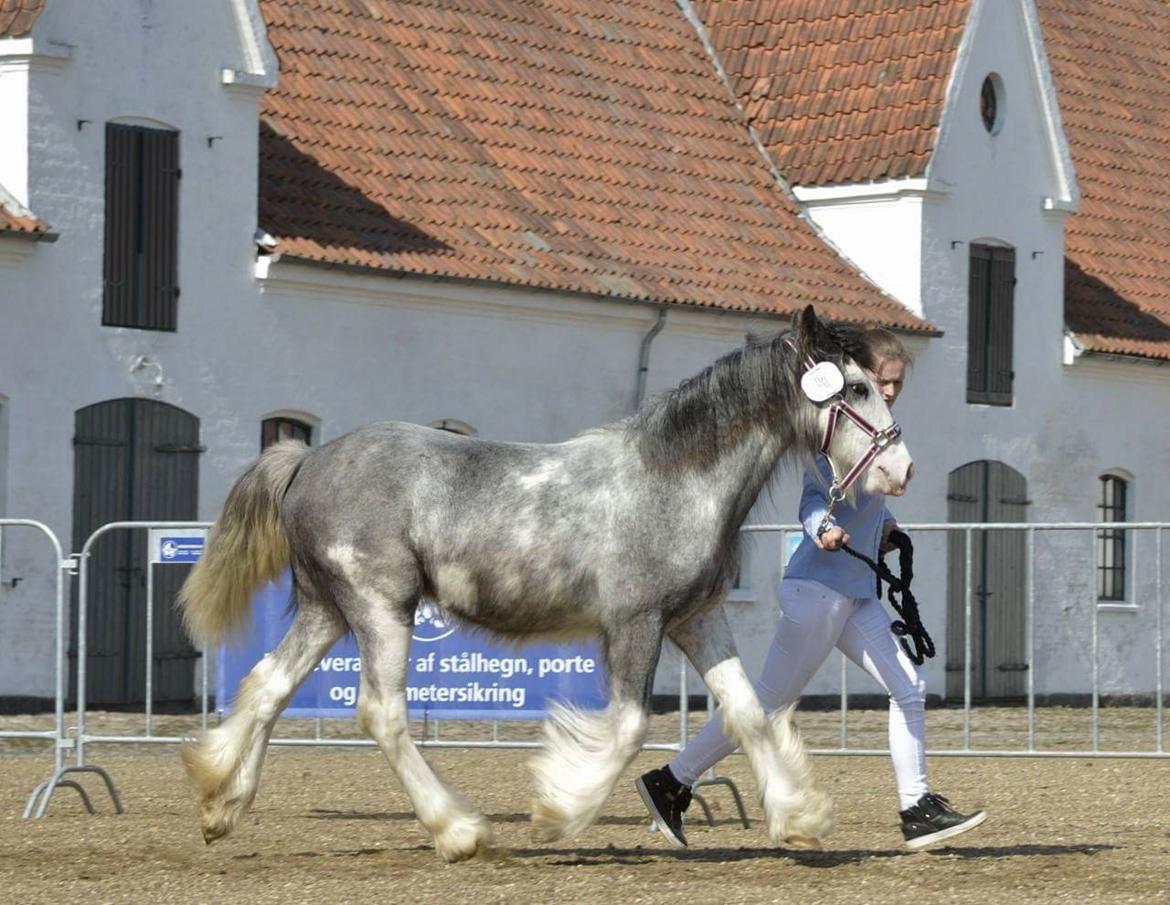 Irish Cob Pepper Van Irish Cob Holland 2 præmium billede 10