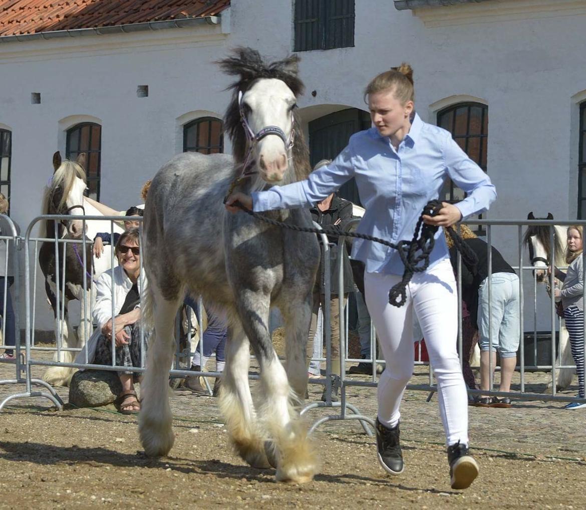 Irish Cob Pepper Van Irish Cob Holland 2 præmium billede 11