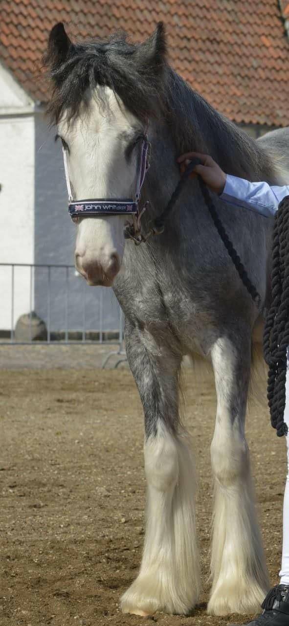 Irish Cob Pepper Van Irish Cob Holland 2 præmium billede 12