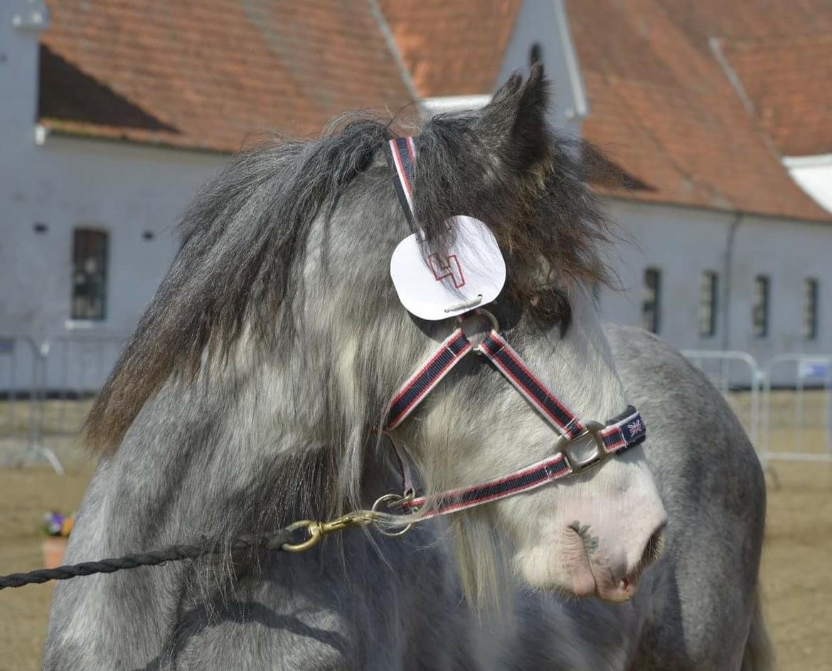 Irish Cob Pepper Van Irish Cob Holland 2 præmium billede 14