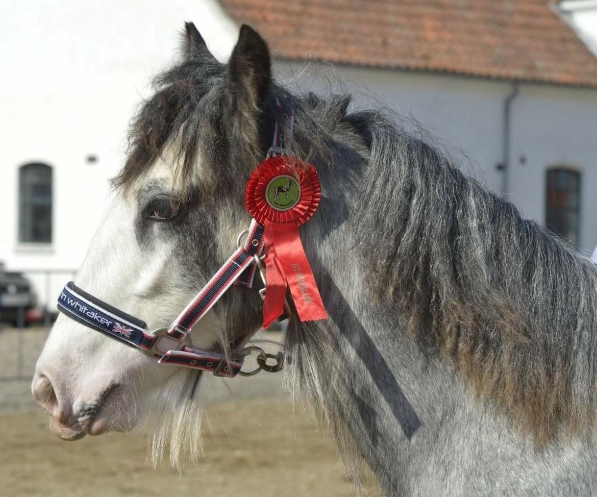 Irish Cob Pepper Van Irish Cob Holland 2 præmium billede 15