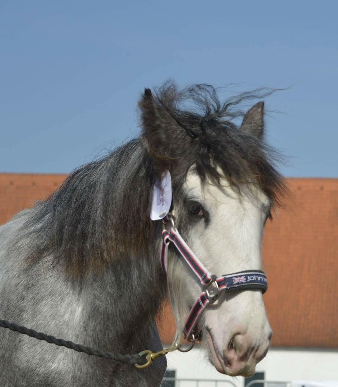 Irish Cob Pepper Van Irish Cob Holland 2 præmium billede 13