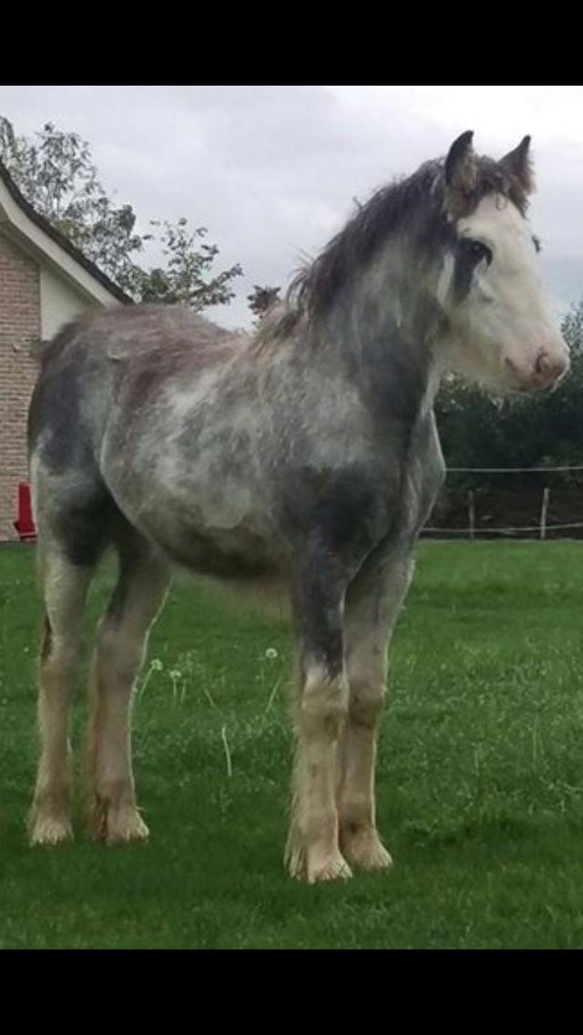 Irish Cob Pepper Van Irish Cob Holland 2 præmium billede 16