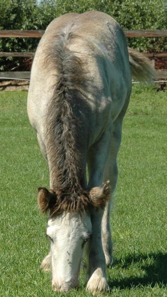 Irish Cob Pepper Van Irish Cob Holland 2 præmium billede 18