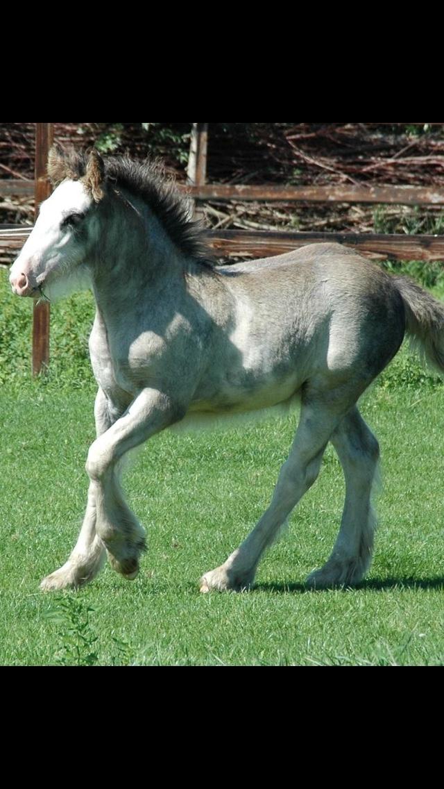Irish Cob Pepper Van Irish Cob Holland 2 præmium billede 19