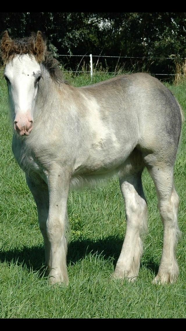 Irish Cob Pepper Van Irish Cob Holland 2 præmium billede 20