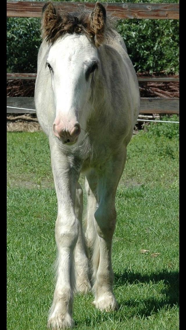 Irish Cob Pepper Van Irish Cob Holland 2 præmium billede 17