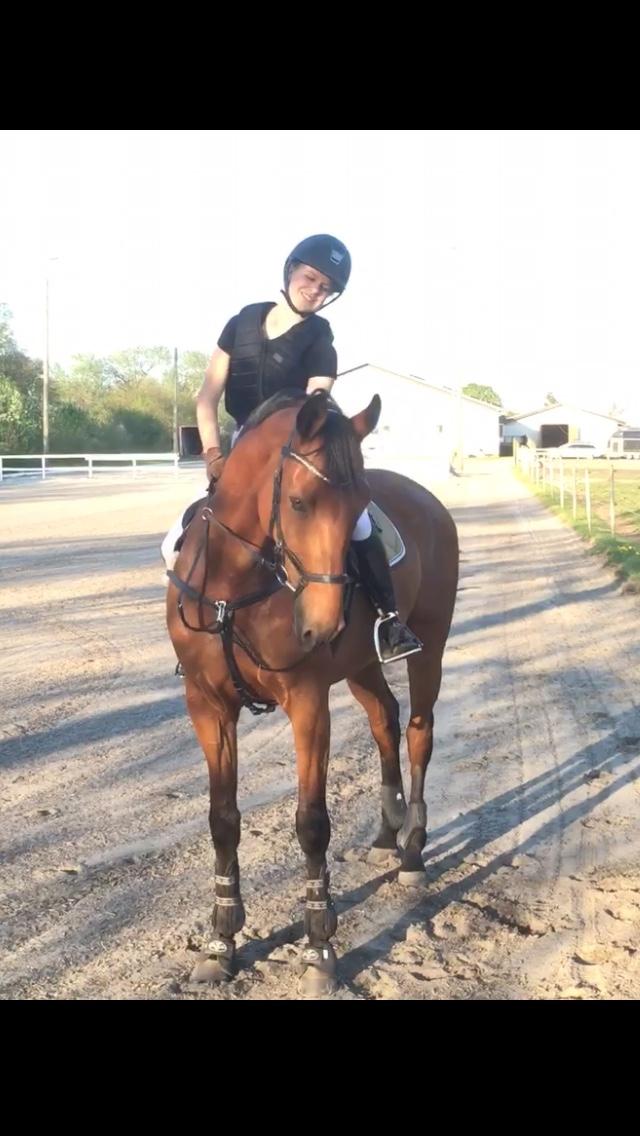 Holstener Søndervangs comet - En stjernehest til talentsamling ved Erik Bigler billede 6