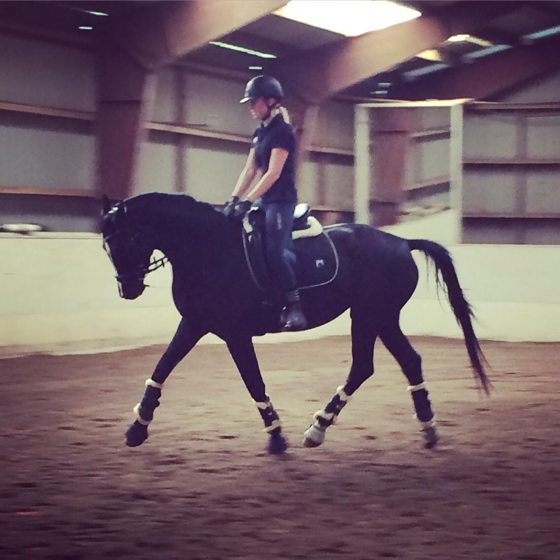 Trakehner Belle noir billede 20