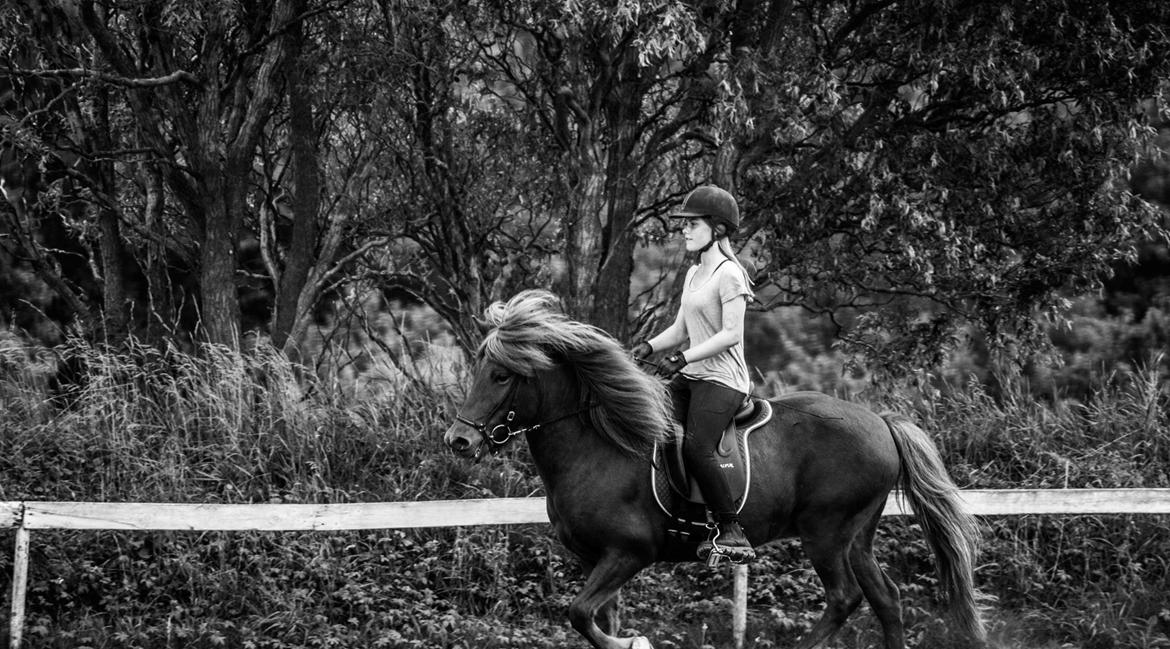 Islænder Elva fra Langtved billede 16