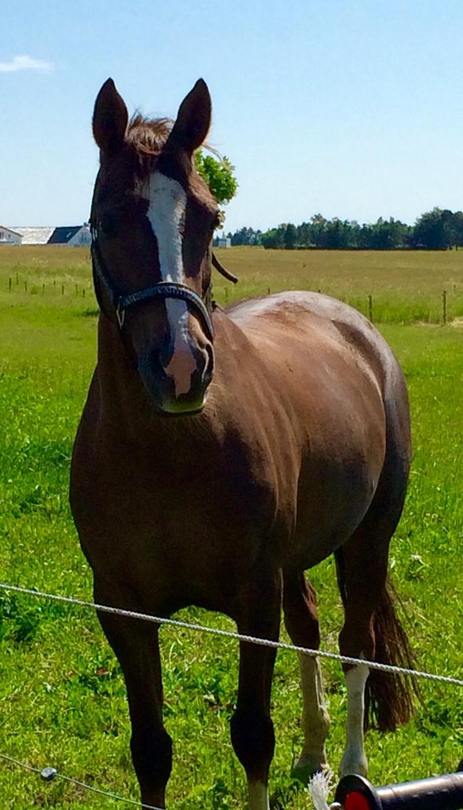 DSP Carla damgård billede 1