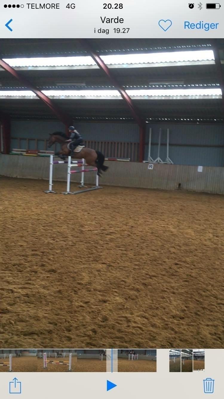 Holstener Søndervangs comet - 140cm efter små to måneders samarbejde  billede 9