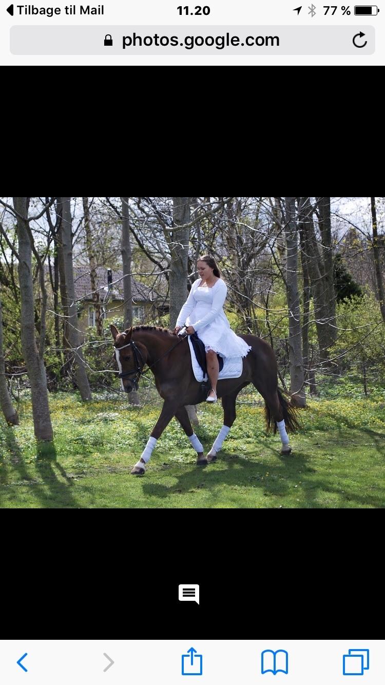 Anden særlig race Kirkely's Kida billede 6