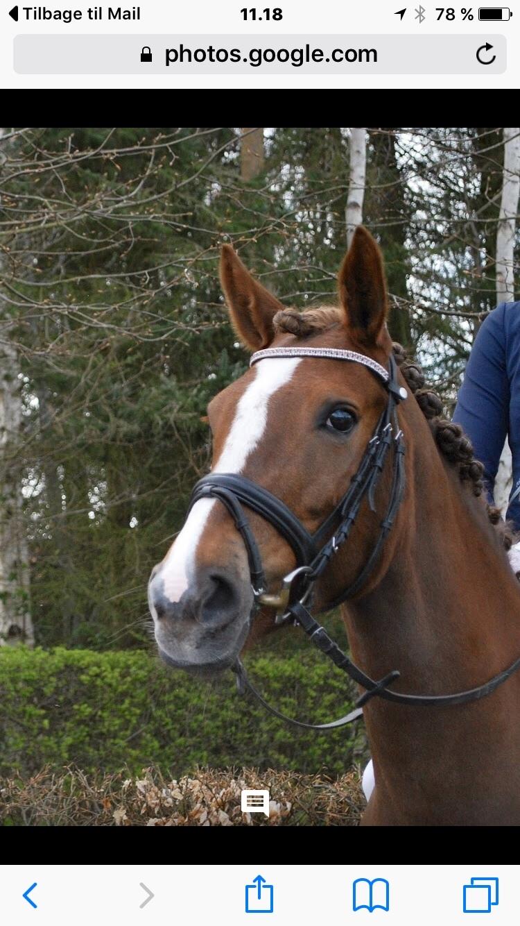 Anden særlig race Kirkely's Kida billede 13