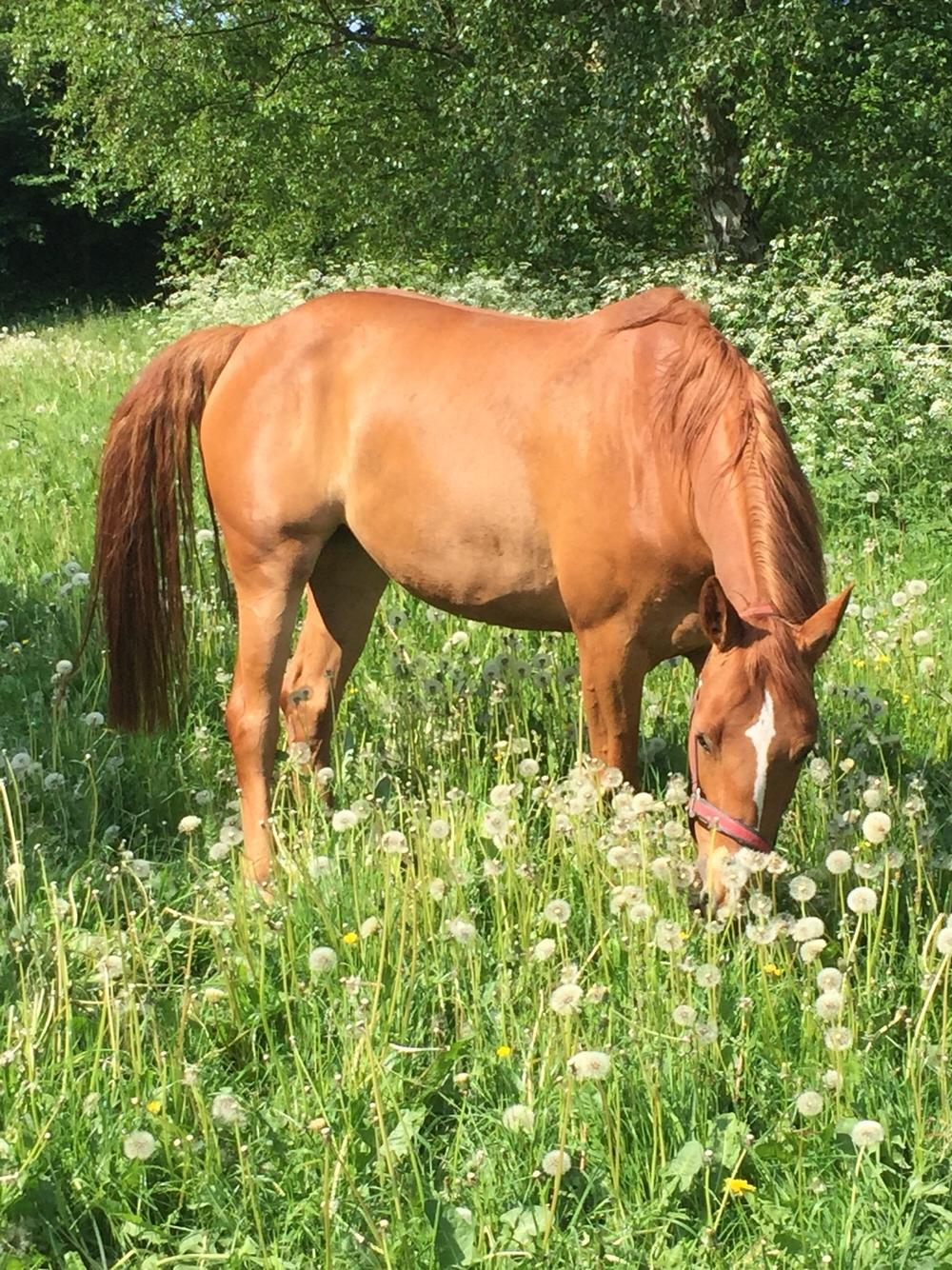 Dansk Varmblod Højvang's Gazelle billede 7