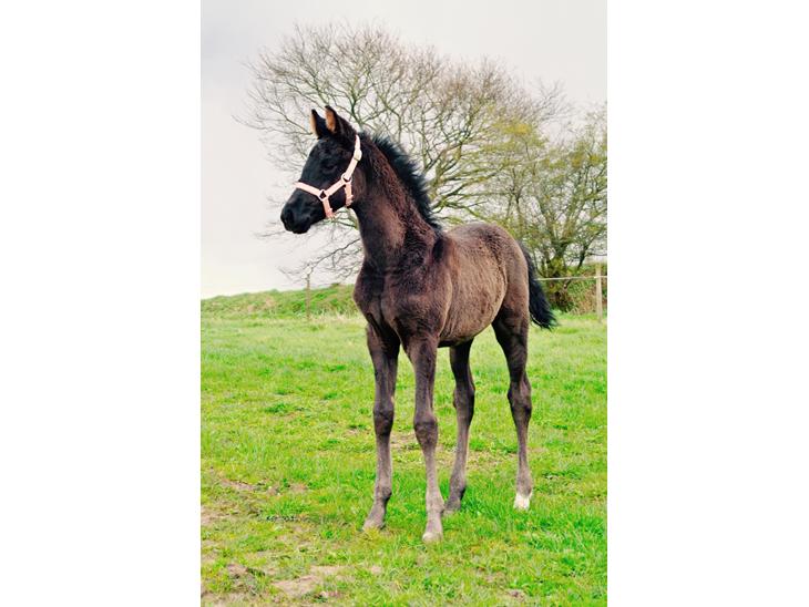 {{currentPhoto.altText}} billede {{currentPhoto.number}}