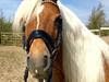 Haflinger Juliane à Rosendal [Tidl. hest]